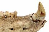 Fossil Cave Bear (Ursus spelaeus) Lower Jaw - Romania #240197-2